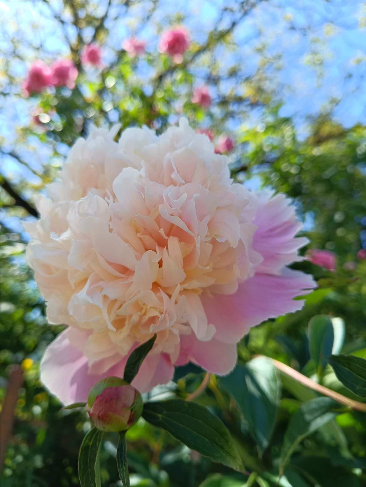 La Fontaine du Mas — photo 39