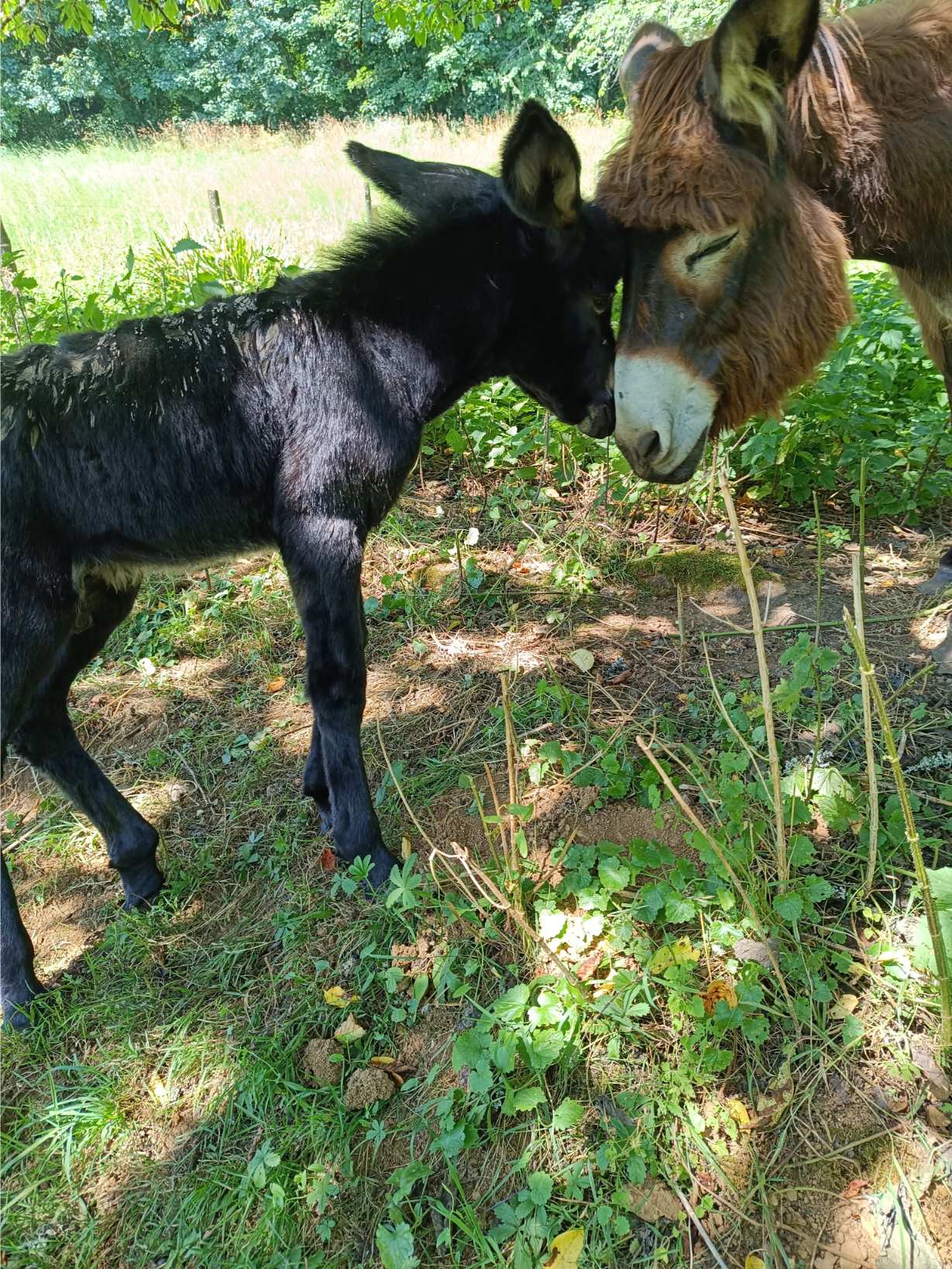 La Fontaine du Mas — photo 45