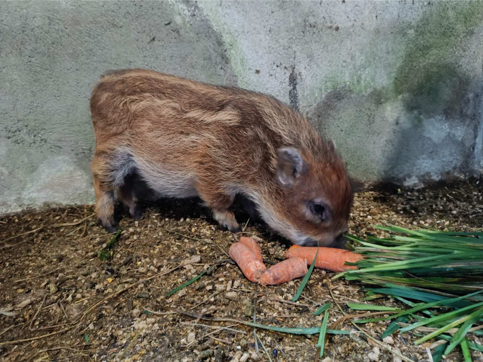 La Fontaine du Mas — photo 57