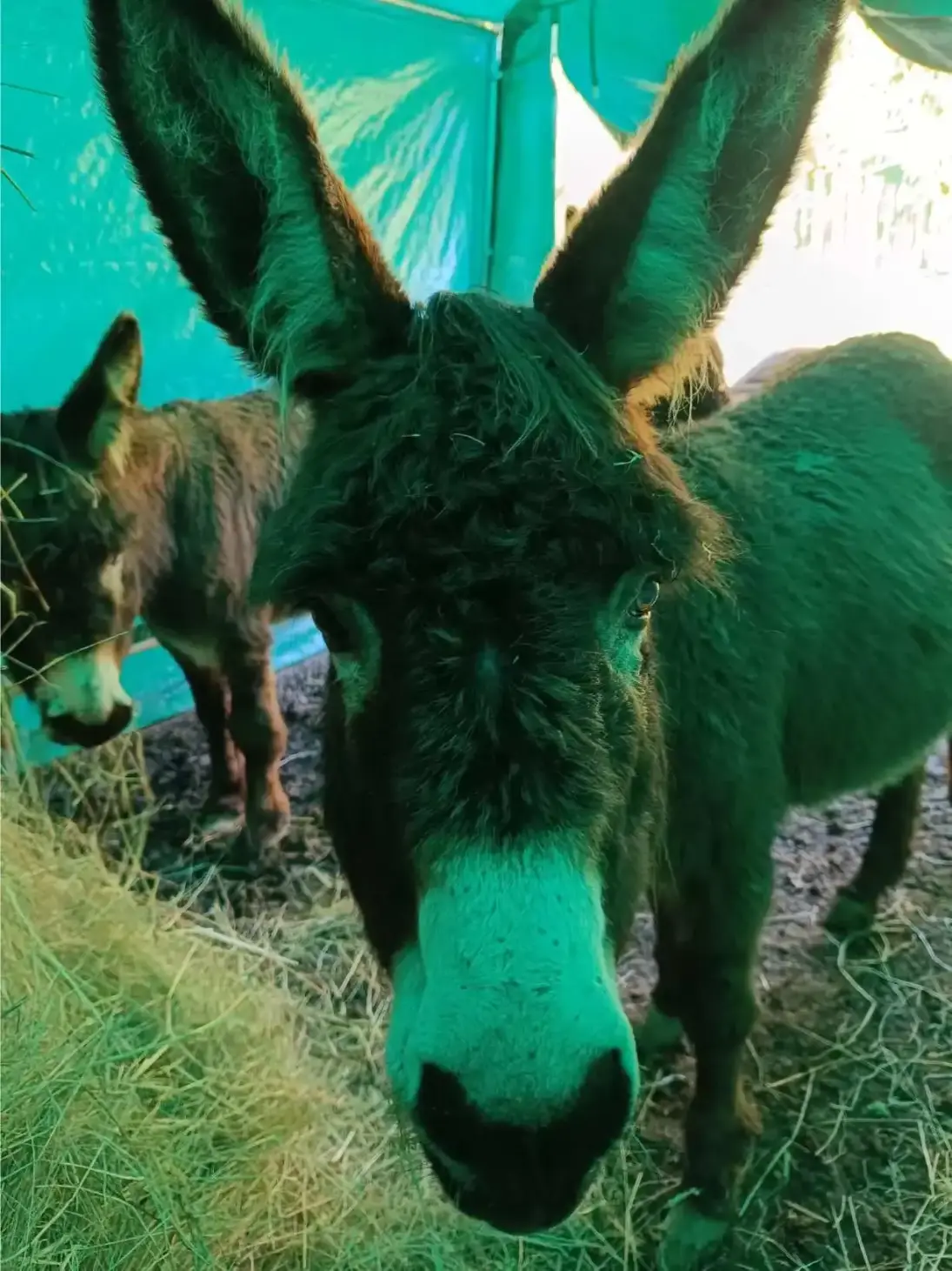 La Fontaine du Mas — photo 31