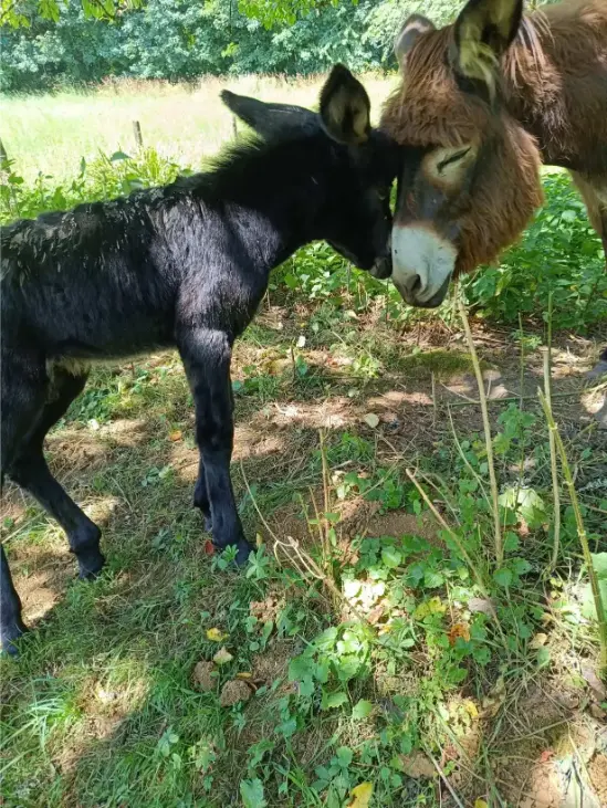 Ânon noir nouveau-né encore humide, nez à nez avec sa mère brun roux dans le pré de La Fontaine du Mas, herbe verte et buissons en arrière-plan — scène de naissance touchante