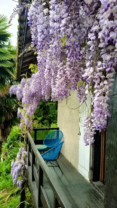 Balcon de la Suite Glycine recouvert d'une cascade de glycines violettes en pleine floraison printanière, deux chaises Acapulco bleues, palmiers et jardin en contrebas