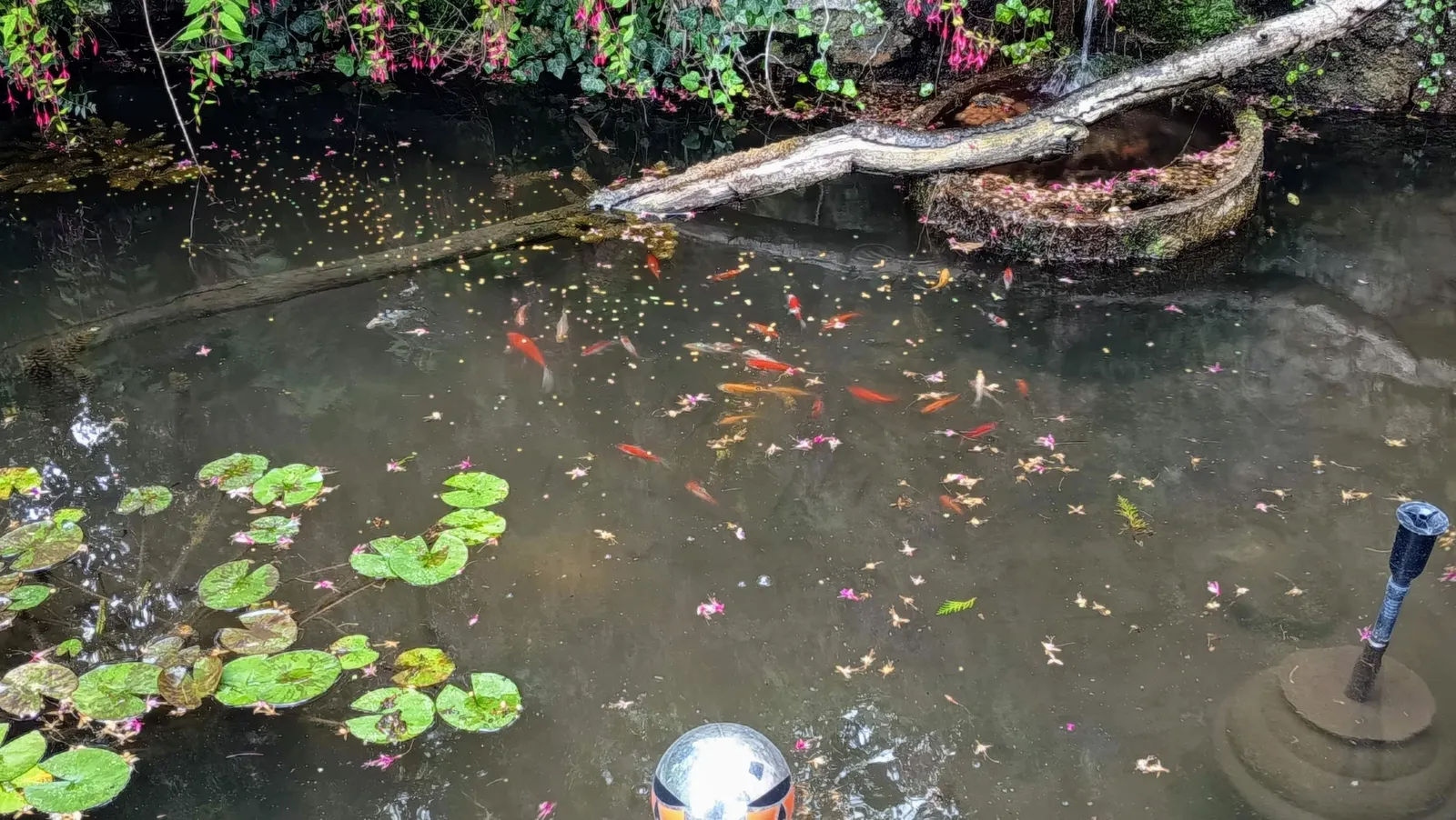 Bassin du jardin de La Fontaine du Mas où nagent de nombreux poissons rouges parmi les nénuphars, sous une petite cascade et des fuchsias en fleurs, la surface de l'eau parsemée de pétales roses