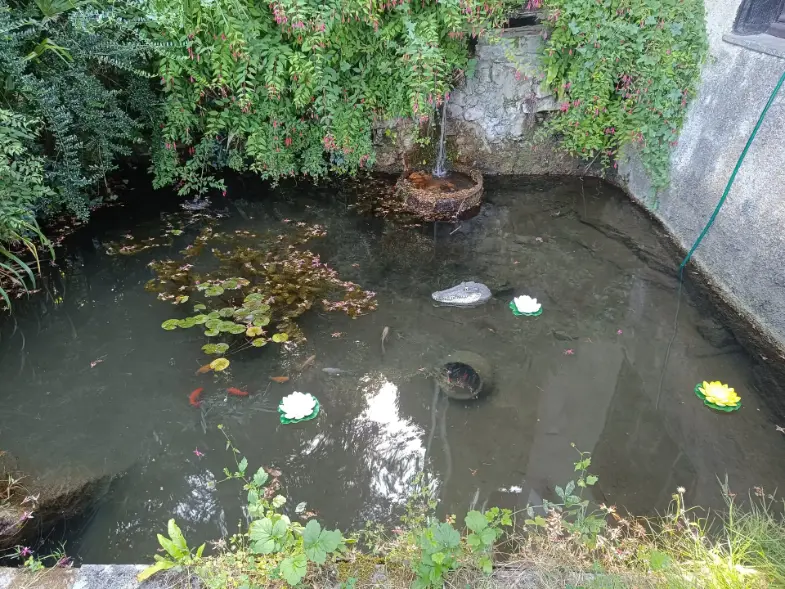 Bassin ornemental de La Fontaine du Mas avec poissons rouges et carpes koï visibles sous la surface, nénuphars et feuilles flottantes, fontaine en pot de pierre, plantes grimpantes fleuries sur le mur de pierre en arrière-plan