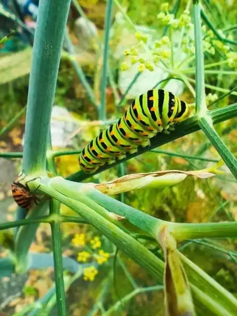 Chenille de machaon (Papilio machaon) aux rayures vertes et noires avec points orangés, photographiée en gros plan sur une tige de fenouil dans le potager de La Fontaine du Mas