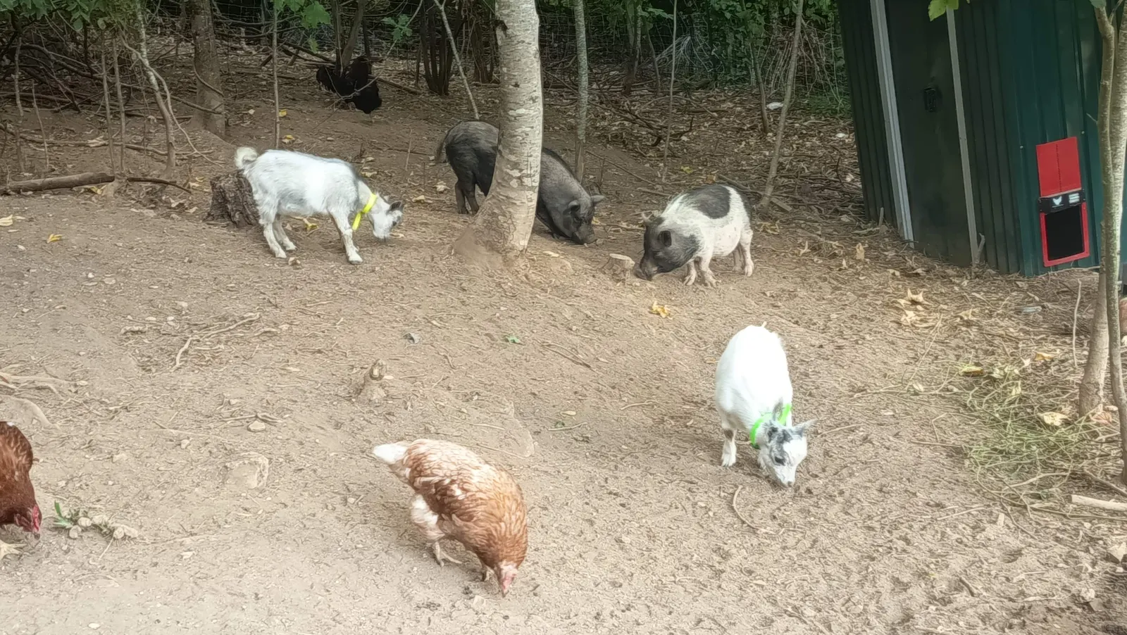 Deux chèvres naines, deux cochons ventrus et des poules évoluant en liberté dans leur enclos ombragé, parmi les arbres