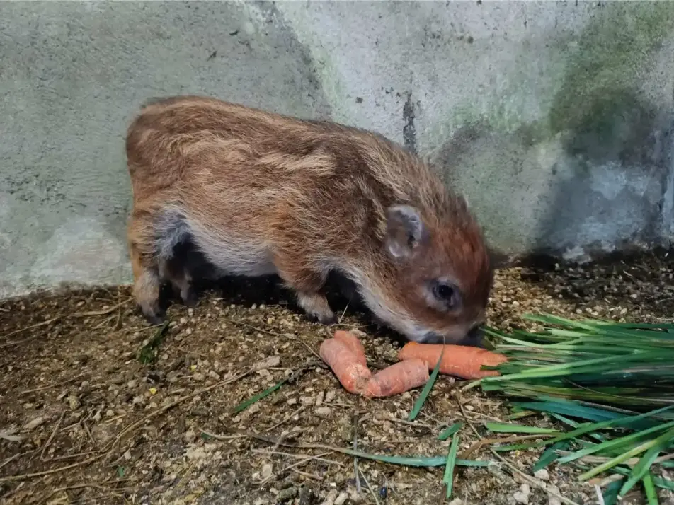 Petit cochon vietnamien brun roux nouveau-né reniflant deux carottes et des brins d'herbe verte posés au sol, La Fontaine du Mas