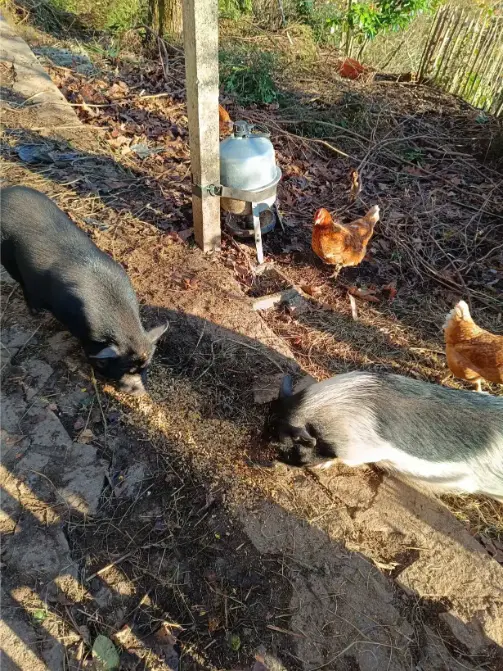 Deux cochons vietnamiens noir et blanc-gris fouillant le sol en terre battue d'un enclos boisé, avec deux poules rousses en arrière-plan près d'un abreuvoir métallique, à La Fontaine du Mas