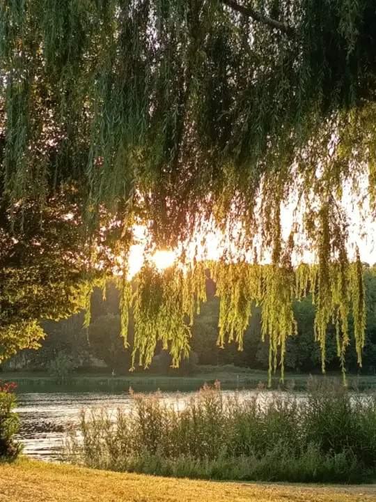 Coucher de soleil doré vu à travers le rideau de branches tombantes d'un saule pleureur au bord d'un plan d'eau calme, lumière rasante chaude sur l'eau et l'herbe rase, Périgord Vert