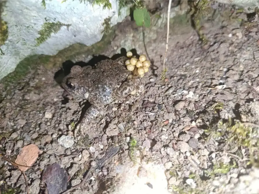 Crapaud commun brun tacheté photographié de près sur la terre humide du jardin de La Fontaine du Mas, avec un petit amas d'œufs jaunes visibles à côté de lui