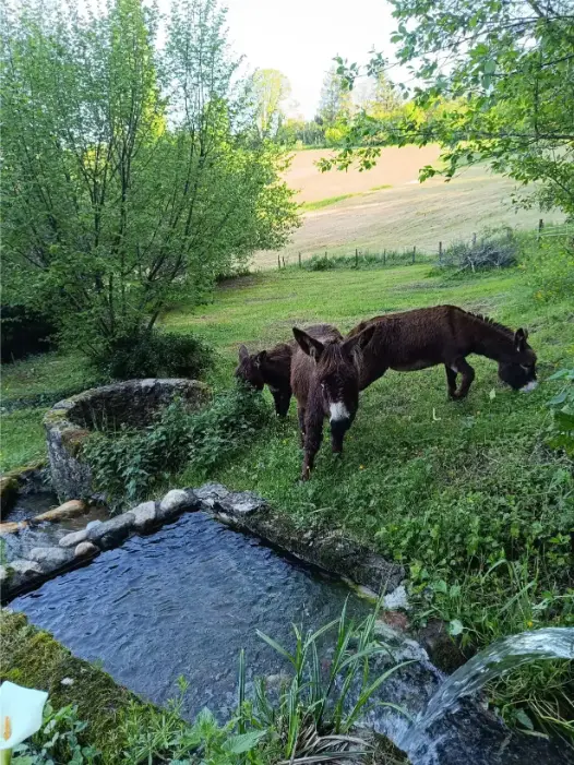 Deux ânes brun foncé paissant dans le pré de La Fontaine du Mas au printemps, près d'un abreuvoir en pierre ancien alimenté par un filet d'eau, entourés de végétation verte et d'un champ en arrière-plan
