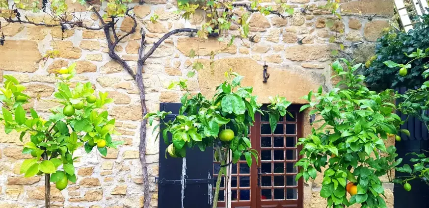 Façade en pierres de taille dorées de La Fontaine du Mas avec deux citronniers en pot encadrant la porte à volets noirs, et une vigne vierge grimpant sur le mur, en automne