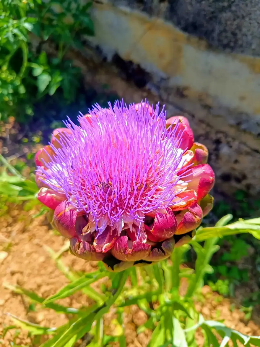 Fleur d'artichaut épanouie en gros plan, pompons violets et rose vif éclatant au-dessus de bractées bordeaux, dans le potager de La Fontaine du Mas