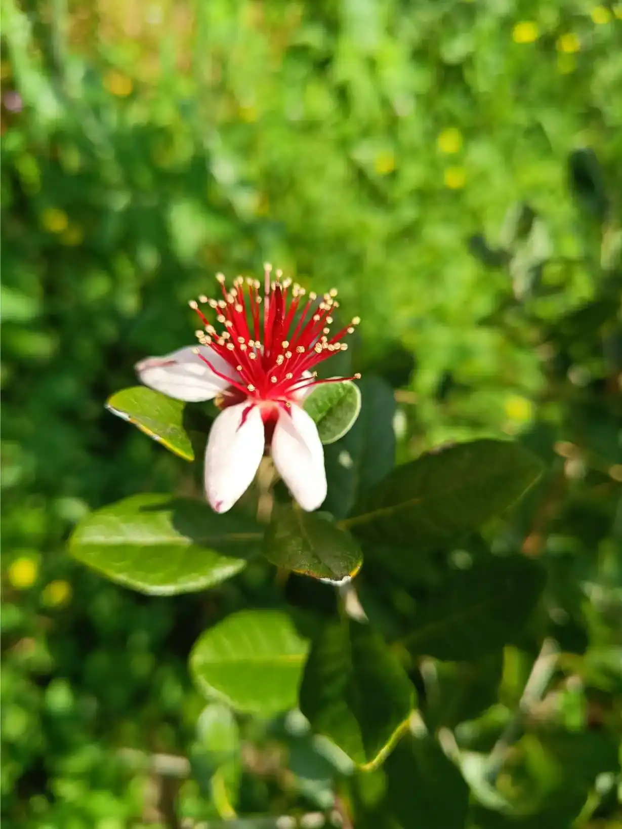 Fleur de feijoa (goyavier du Brésil) en gros plan dans le jardin de La Fontaine du Mas : pétales blancs charnus recourbés vers l'arrière et longues étamines rouge vif à extrémités dorées, fond vert herbeux flou