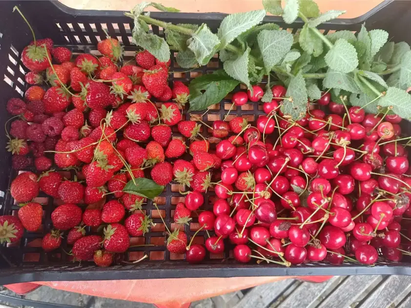 Cagette remplie de fraises, framboises et cerises rouges fraîchement cueillies du jardin de La Fontaine du Mas, avec quelques feuilles de menthe fraîche