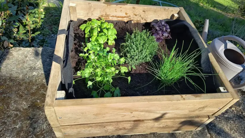 Jardinière en bois sur la terrasse en pierre de La Fontaine du Mas, plantée de basilic vert, persil, thym et ciboulette fraîchement mis en terre, avec arrosoir blanc à côté