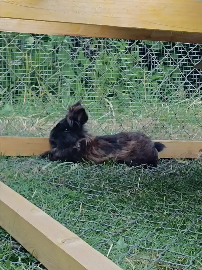 Lapin angora brun et noir couché sur l'herbe dans son enclos en bois et grillage, à La Fontaine du Mas