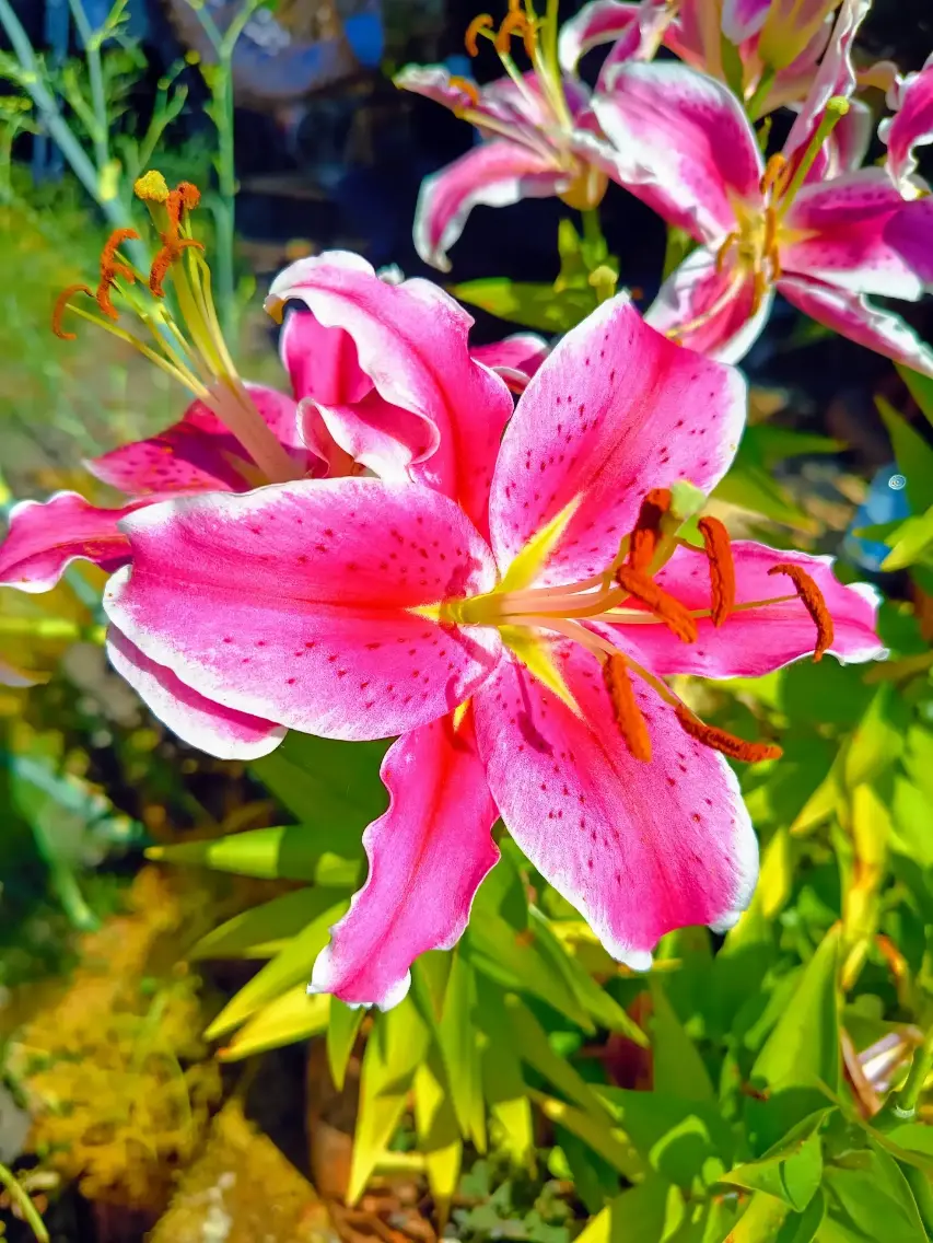 Lys oriental rose fuchsia en gros plan avec pétales mouchetés et étamines orangées bien visibles, épanoui dans le jardin de La Fontaine du Mas en plein soleil d'été