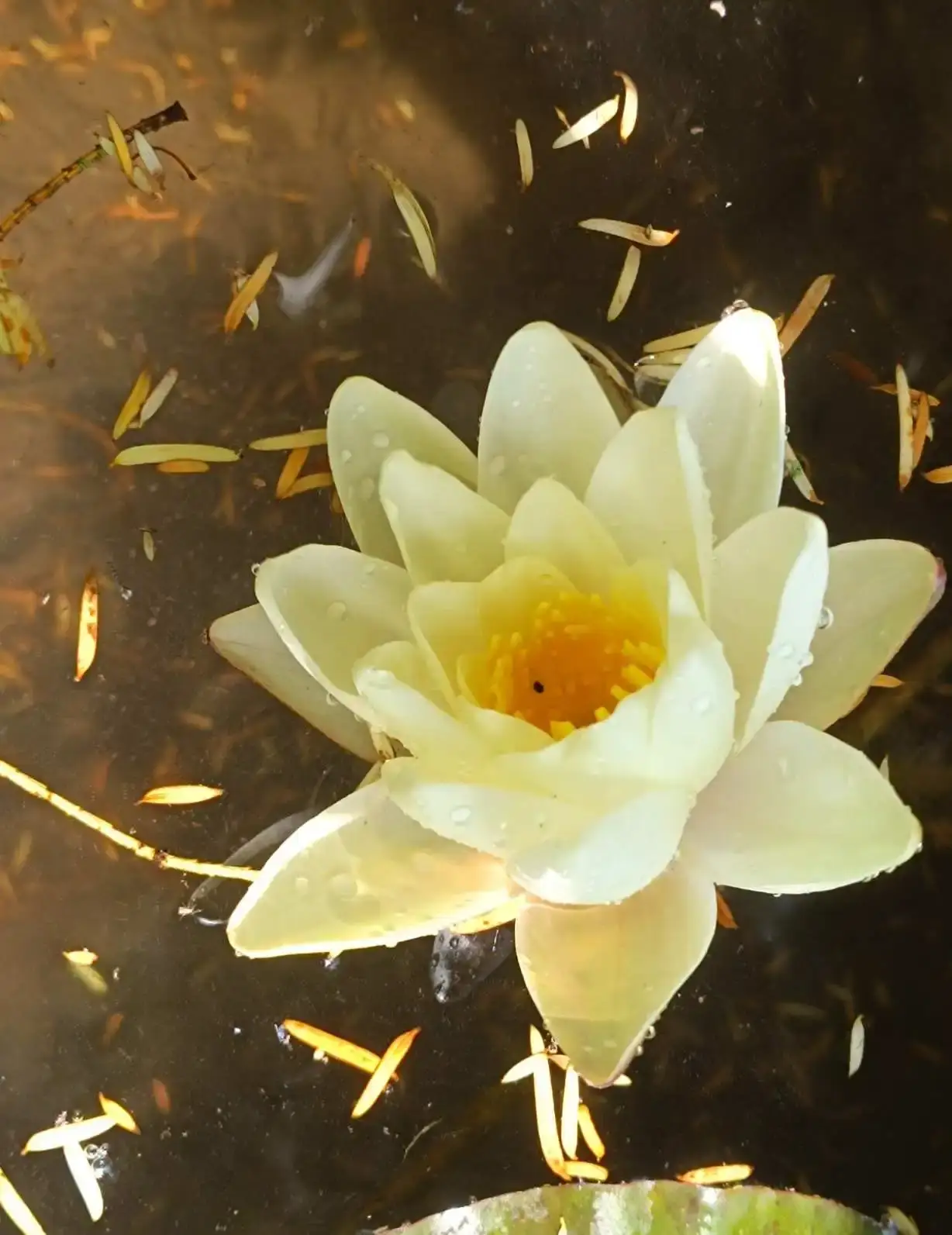 Nénuphar blanc à cœur jaune vif flottant dans le bassin du jardin de La Fontaine du Mas, entouré de pétales et de débris végétaux épars à la surface de l'eau sombre