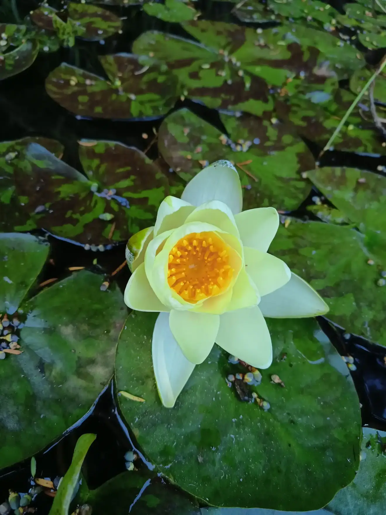 Nénuphar blanc à cœur jaune orangé en pleine floraison, posé sur des feuilles rondes vertes flottant dans le bassin du jardin de La Fontaine du Mas