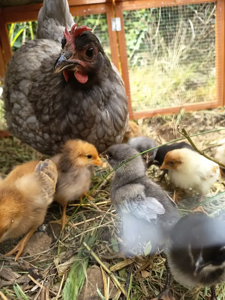 Poule grise ardoise couvant ses poussins nouveau-nés jaunes et gris dans le poulailler de La Fontaine du Mas, paille au sol, ambiance chaleureuse de ferme
