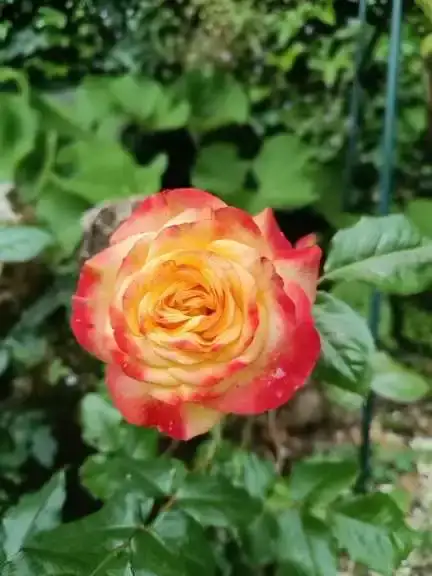 Rose bicolore orange et rouge écarlate aux bords en gros plan dans le jardin de La Fontaine du Mas, pétales enroulés en spirale serrée, fond de feuillage vert flou