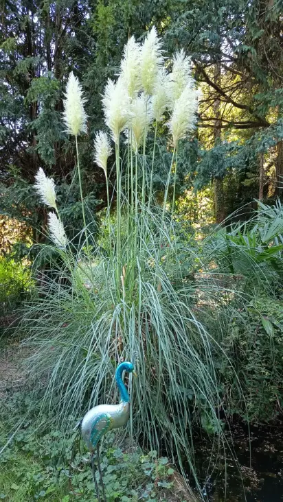 Grande touffe de pampa aux longues tiges blanches et plumeux dans le jardin de La Fontaine du Mas, avec une figurine décorative de héron turquoise au pied, entourée de végétation variée et d'arbres