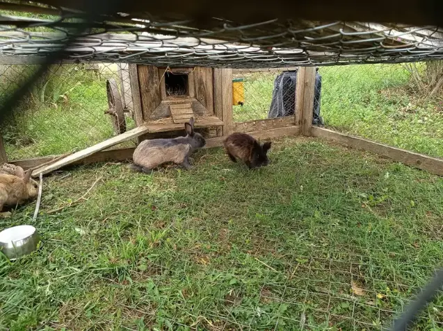 Trois lapins — un gris, un brun-noir et un roux partiellement visible — dans leur enclos herbeux avec clapier en bois, à La Fontaine du Mas