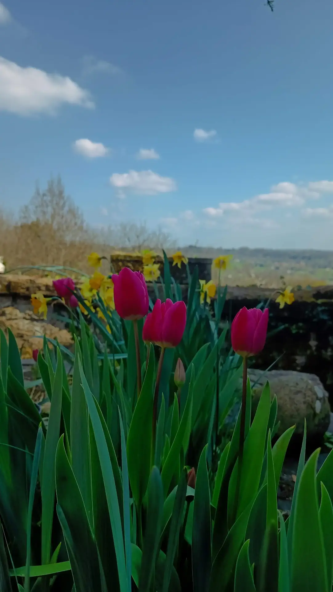 Tulipes fuchsia et jonquilles jaunes en fleur dans le jardin de La Fontaine du Mas au printemps, photographiées en contre-plongée depuis le muret de pierre, vallée du Périgord Vert en arrière-plan flou, ciel bleu nuageux, bouton encore fermé visible entre les tiges