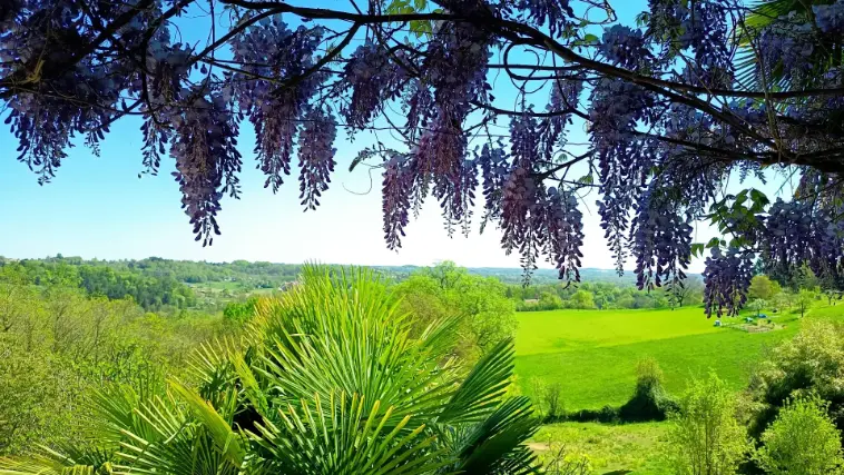 Vue panoramique depuis le balcon de la Suite Glycine au printemps : grappes de glycines violettes en pleine floraison en cadre naturel au premier plan, palmier nain, prairies vertes vives et vallée du Périgord sous un ciel bleu limpide