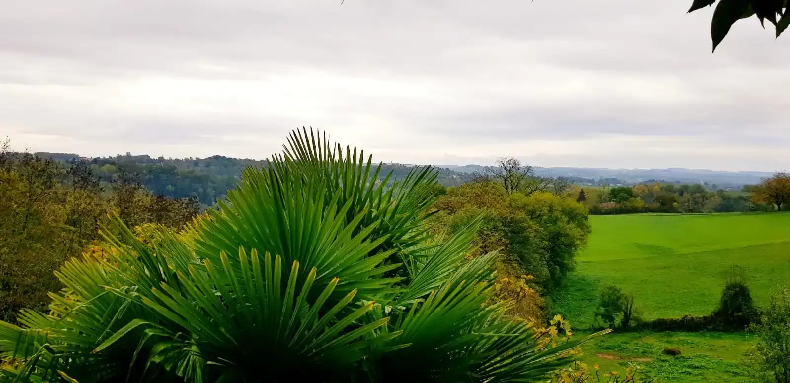 Vue panoramique depuis le jardin de La Fontaine du Mas en automne : grand palmier nain aux palmes éventail vert vif au premier plan, prairie verdoyante et vallée du Périgord Vert à perte de vue, collines boisées aux teintes automnales et ciel couvert en arrière-plan