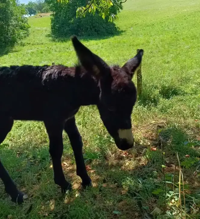 La Fontaine du Mas — maison de caractère XVIIe siècle