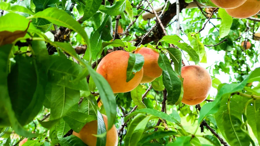Pêches fraîches destinées à nos confitures maison