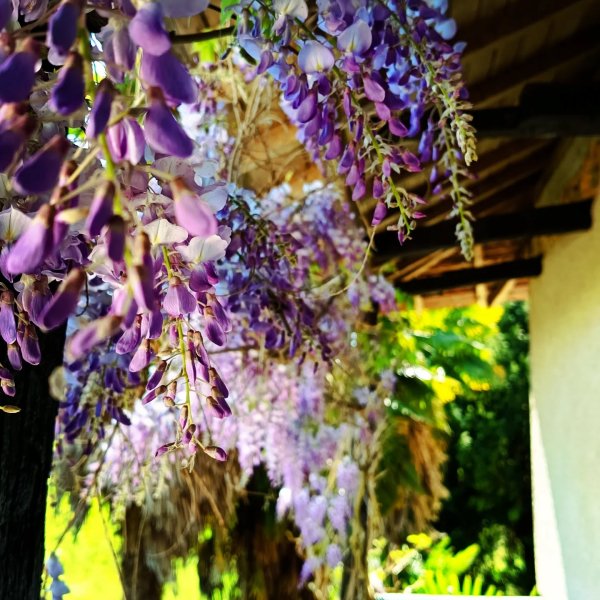 🌸 Pourquoi la chambre s’appelle “Glycine” ? 🌸
Il suffit de sortir sur le balcon pour comprendre…
Au printemps, la glycin